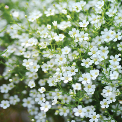 Recommend Flower