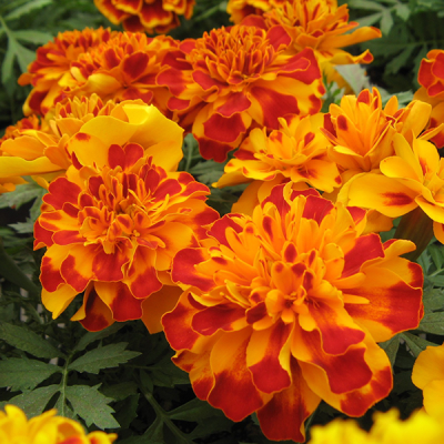 Recommend Flower