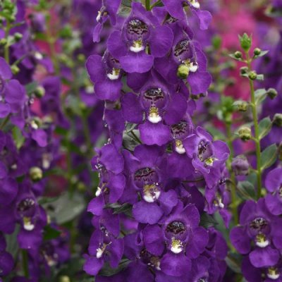 Angelonia Purple