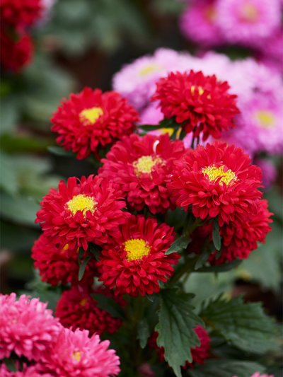 Aster Scarlet