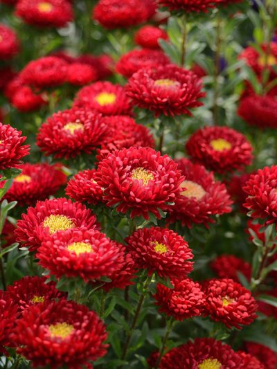 Aster Red