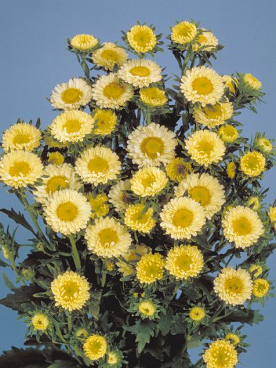Aster Yellow