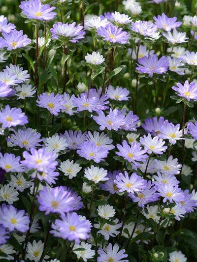 Aster Blue Tipped White