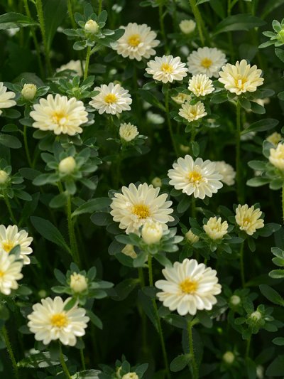 Aster Yellow