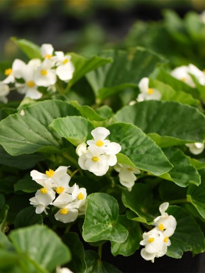Begonia White Green Leaf