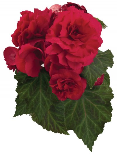 Begonia Deep Rose