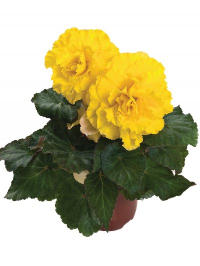 Begonia Yellow with Red
