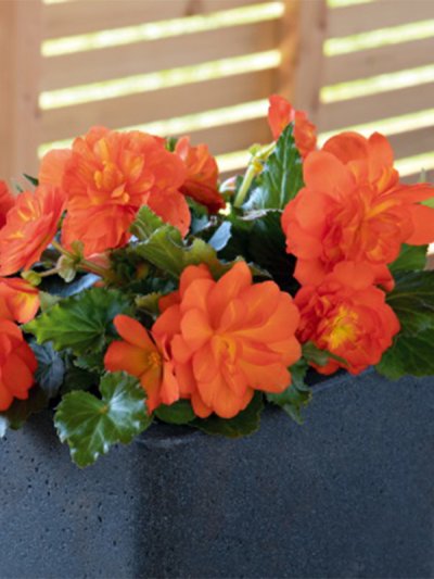 Begonia Sunset 