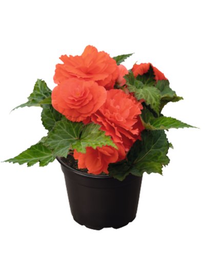 Begonia Salmon 