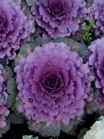 Cabbage Ornamental Pigeon Purple