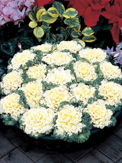Cabbage Ornamental Nagoya White