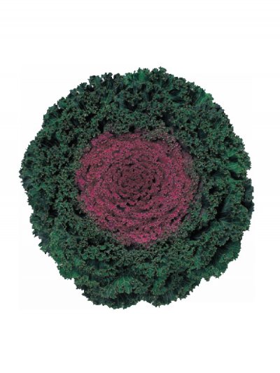 Cabbage Ornamental Kamome Red