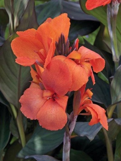 Canna Orange Shade