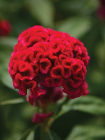 Celosia Cristata Red