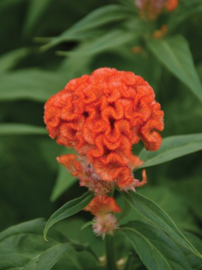 Celosia Cristata Persimmon