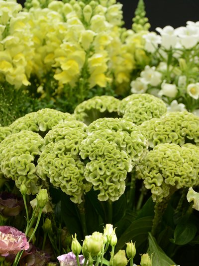 Celosia Cristata Green