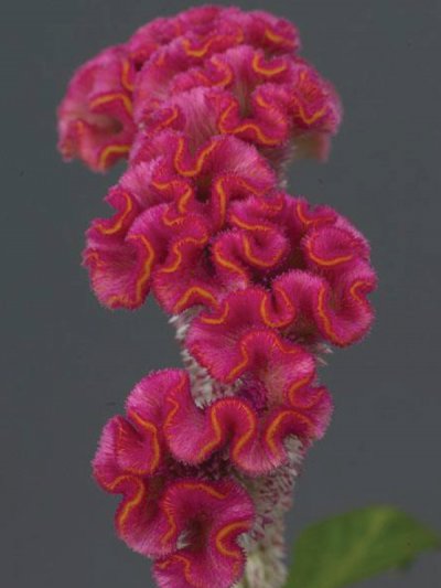 Celosia Cristata Pink