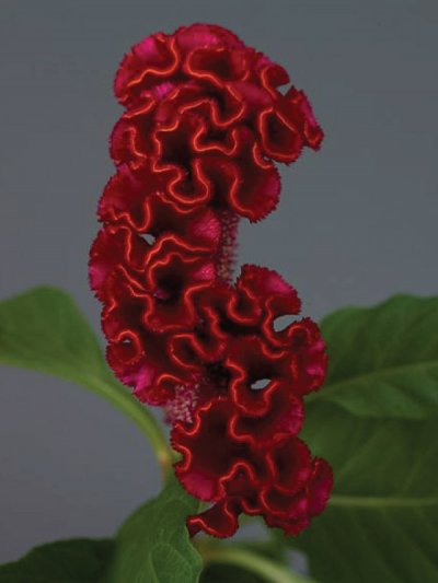 Celosia Cristata Red