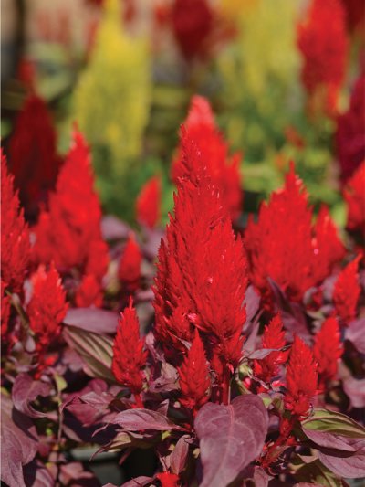 Celosia Plumosa Dargon's Beth Smart Look Red