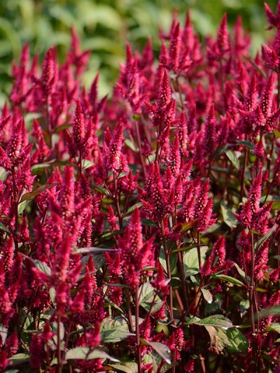 Celosia Spicata Red