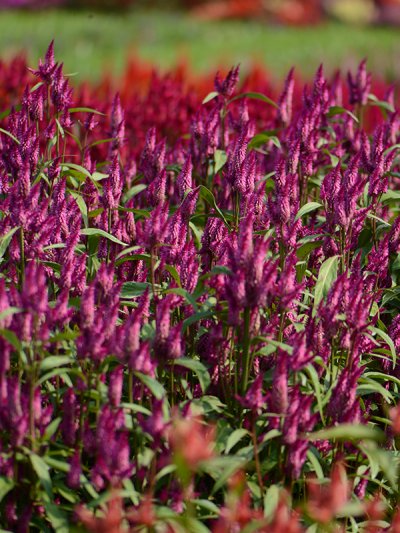 Celosia Spicata Purple