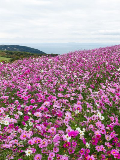 Cosmos Collarette Psyche Mix