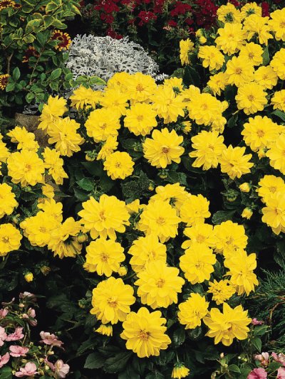 Dahlia Figaro Yellow Shades