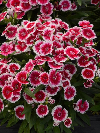 Dianthus Interspecific Telstar Picotee