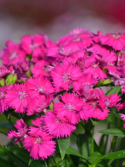 Dianthus Interspecific Telstar Purple