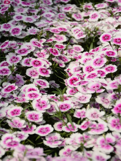Dianthus Interspecific Tiny Star  Purple Ice