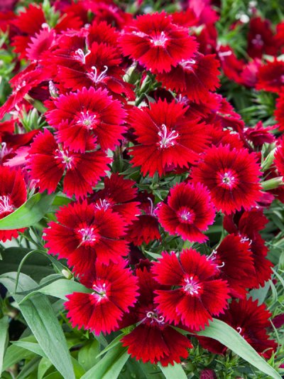 Dianthus Interspecific Tiny Star Red