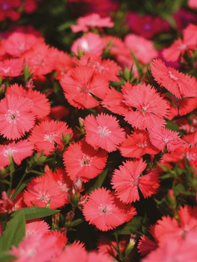 Dianthus Interspecific Tiny Star Corel