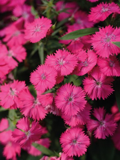 Dianthus Interspecific Tiny Star Pink