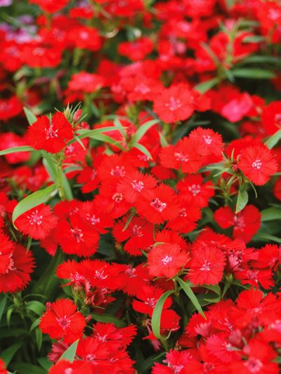Dianthus Interspecific Tiny Star Scarlet 