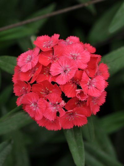 Dianthus Coral