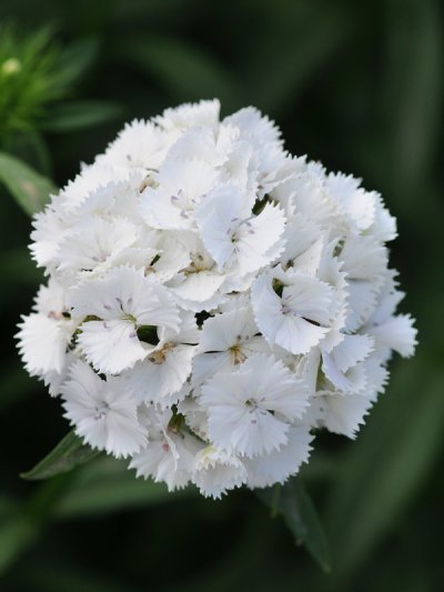 Dianthus White