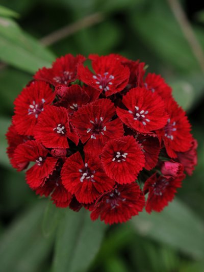 Dianthus Red