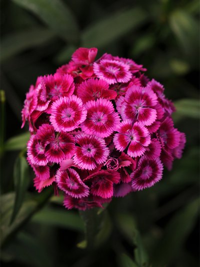 Dianthus Magenta Bicolor
