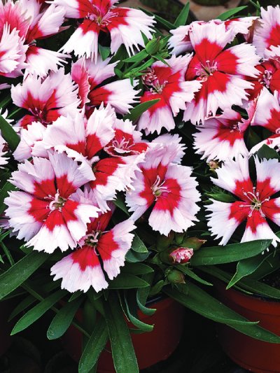 Dianthus Red Peppermint