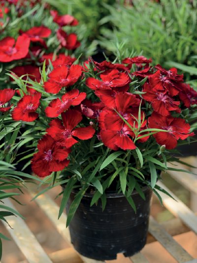 Dianthus Crimson