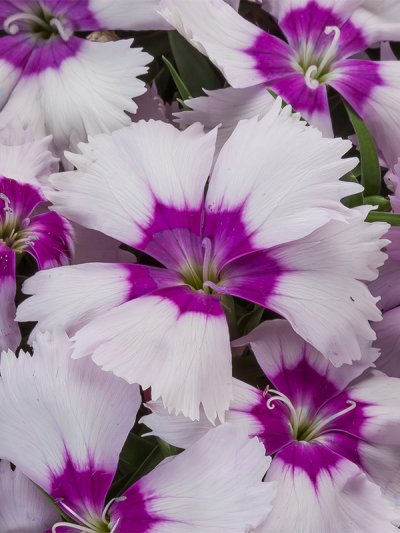 Dianthus Chinensis Blueberry Eye