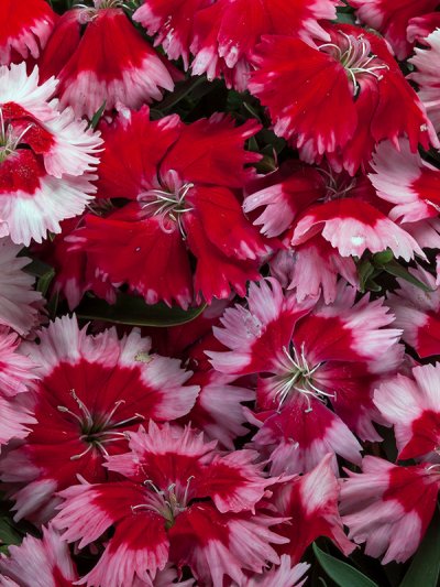 Dianthus Strawberry Shades