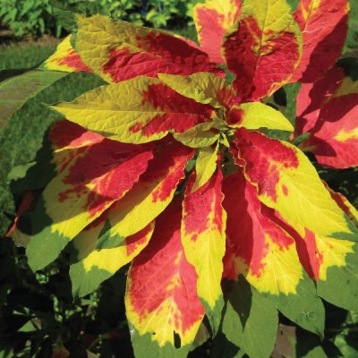 Amaranthus Tricolor Splendens Perfecta