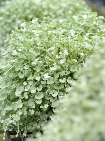 Dichondra Silver Falls