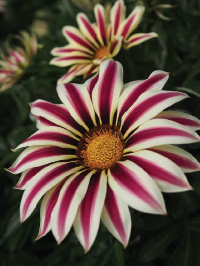 Gazania White Flame