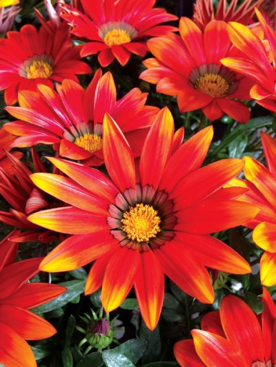 Gazania Red