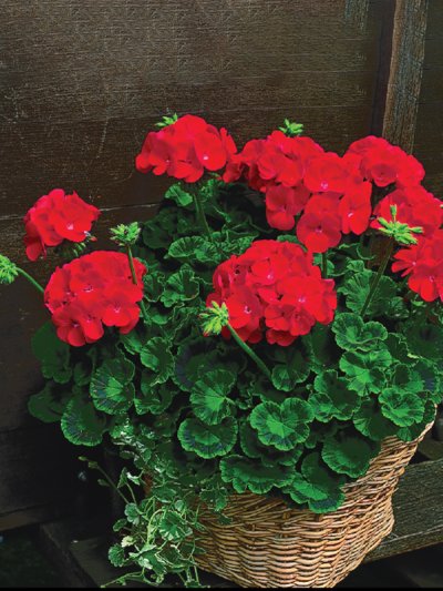 Geranium Maverick Scarlet