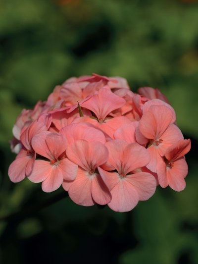 Geranium Horizon Light Salmon