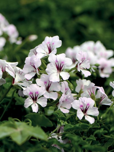 Geranium Reach Out White