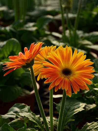 Gerbera Majorette Sunset Orange